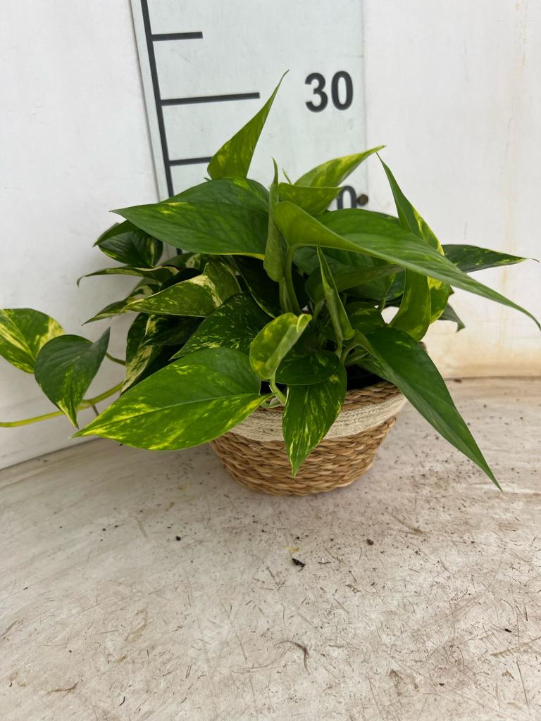 SCINDAPSUS AUREUS NA0402 NATURAL CREAM NAT.