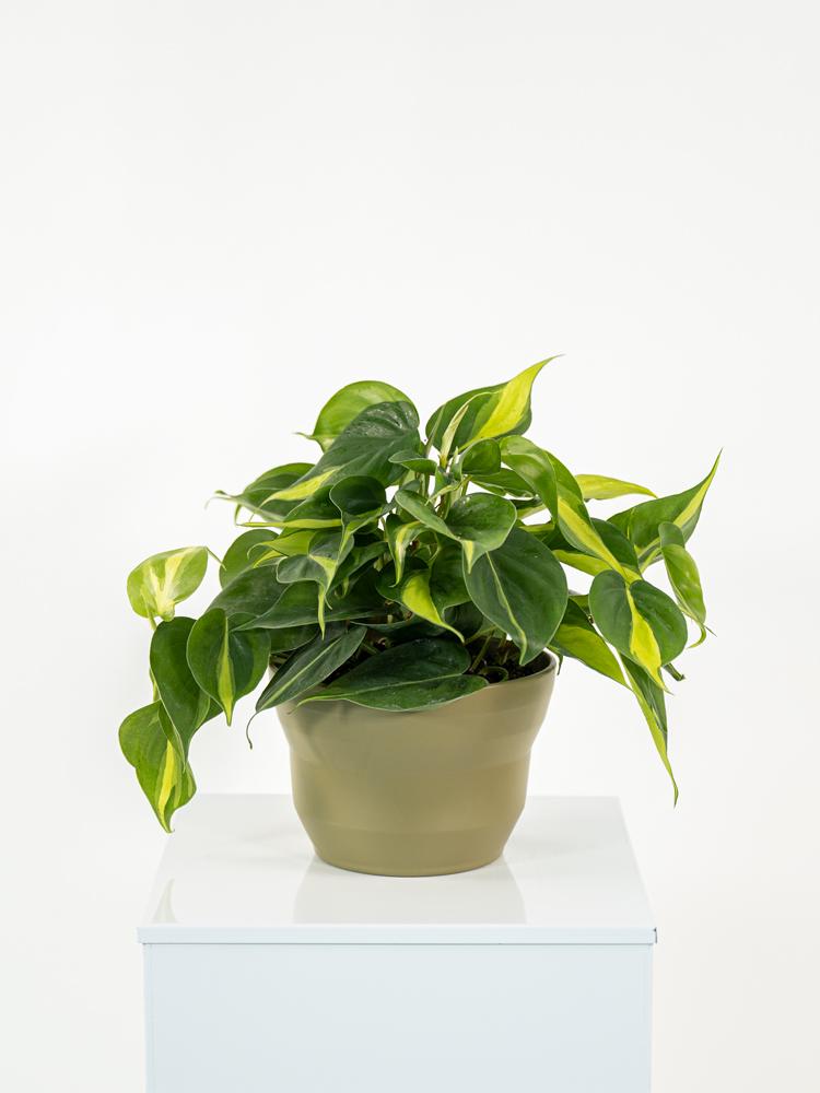 PHILODENDRON BRASIL PO1508 VERDE OLIVA OPACO POT.