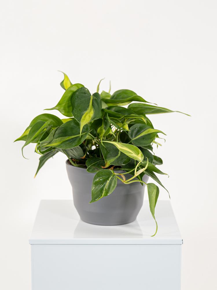 PHILODENDRON BRASIL PO1609 GRIGIO BASALTO OPACO PO