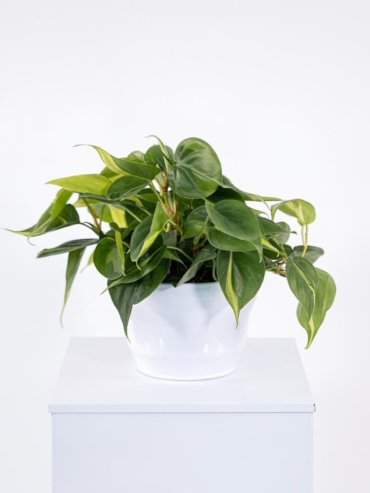 PHILODENDRON BRASIL PO1710 BIANCO LUCIDO POT.
