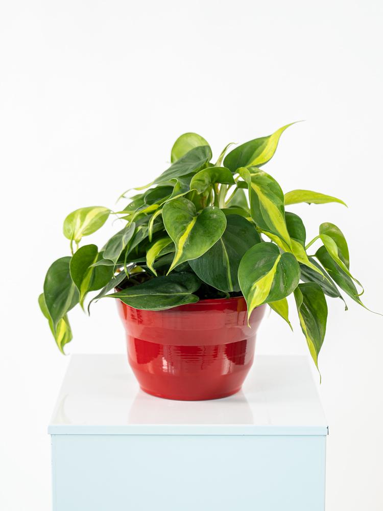 PHILODENDRON BRASIL PO2014 ROSSO LUCIDO POT.