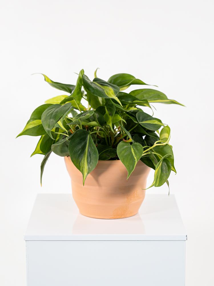 PHILODENDRON BRASIL PO0615 TERRACOTTA SIENA POT.