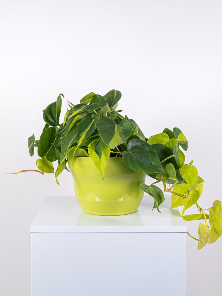 PHILODENDRON BRASIL PO2516 VERDE CHIARO LUCIDO POT