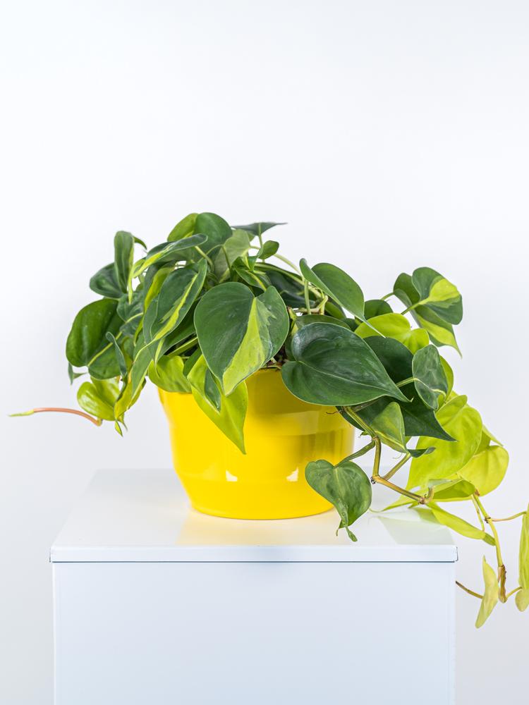 PHILODENDRON BRASIL PO2117 GIALLO LUCIDO POT.