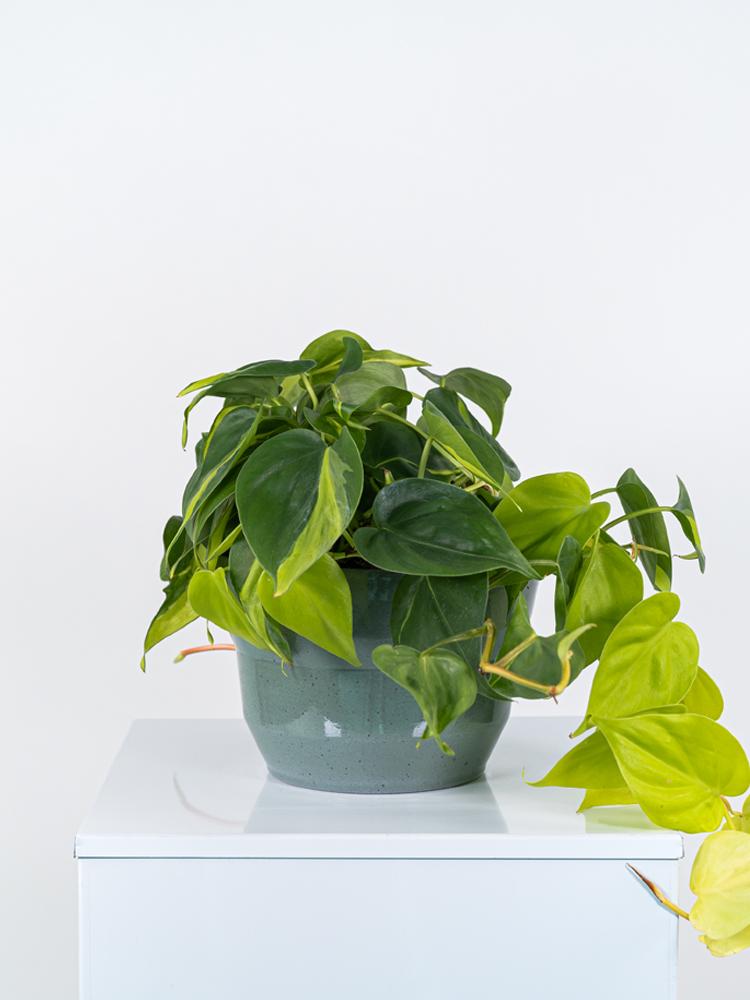 PHILODENDRON BRASIL PO2518 VERDE SMALTATO MICROMAC