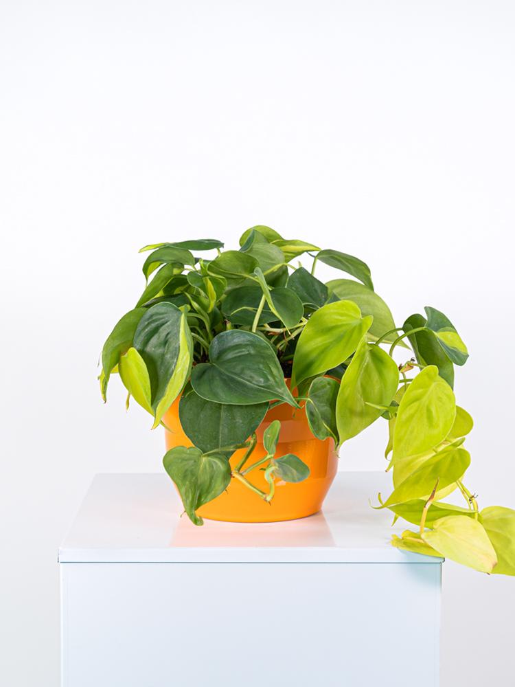 PHILODENDRON BRASIL PO3026 ARANCIO LUCIDO POT.