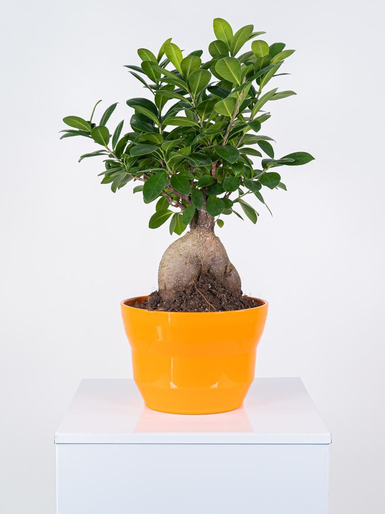 FICUS GINSENG GR150 PO3026 ARANCIO LUCIDO POT.