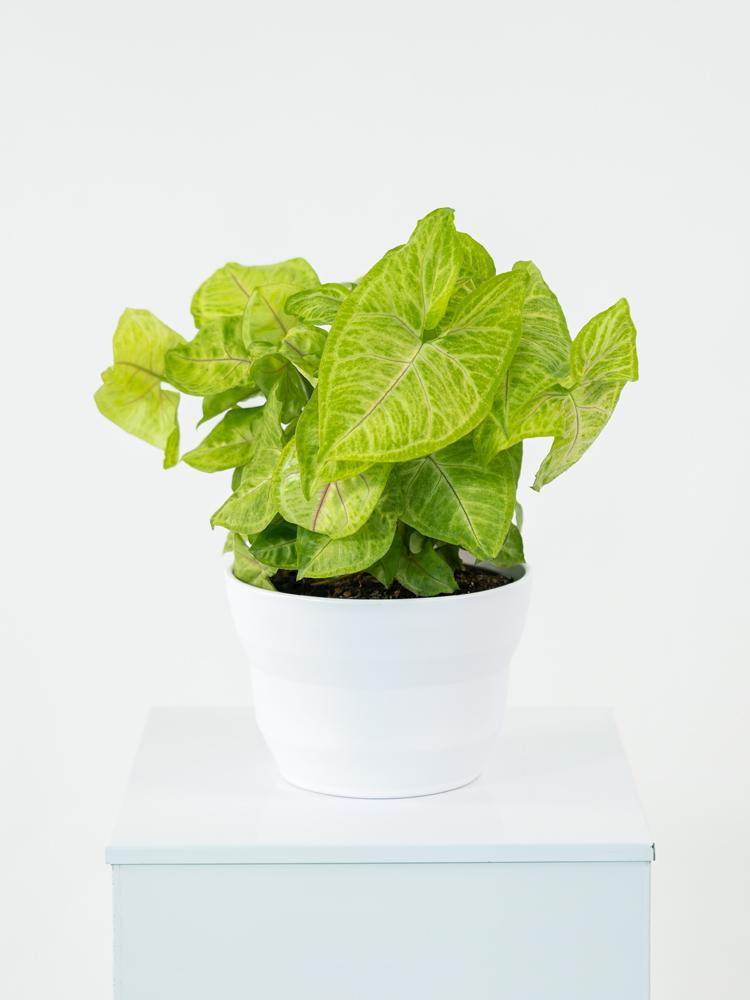 SYNGONIUM GOLDEN ALLUSION PO1711 BIANCO OPACO POT.