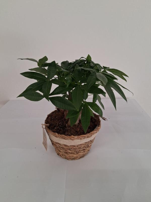 PACHIRA BONSAI 3PP NA0402 NATURAL CREAM NAT.