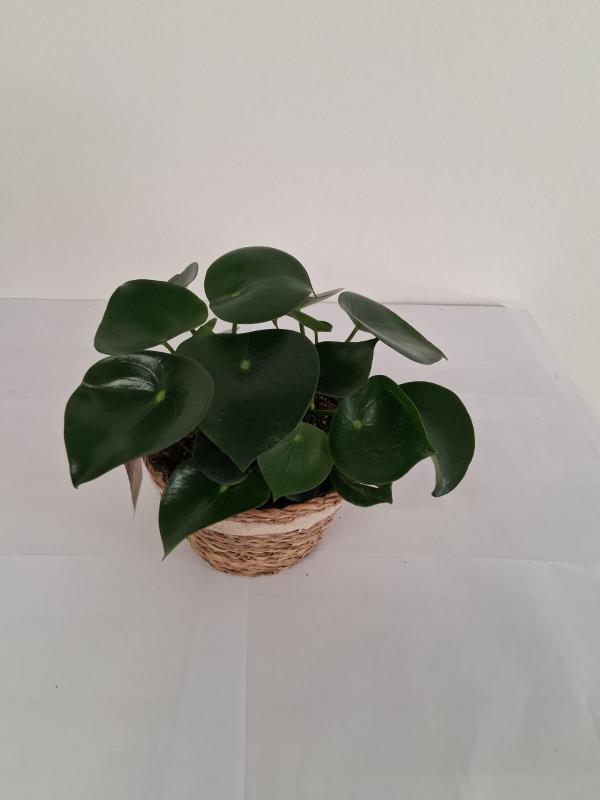 PEPEROMIA RAINDROP NA0402 NATURAL CREAM NAT.