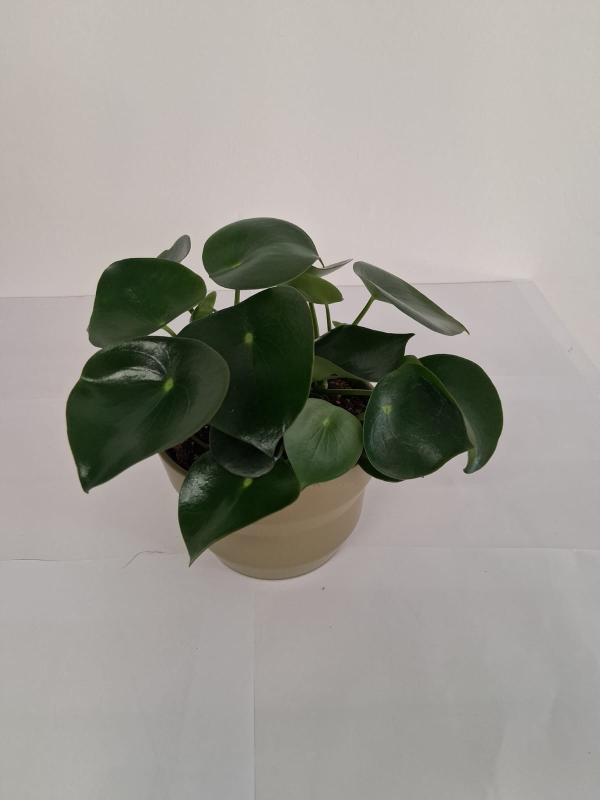 PEPEROMIA RAINDROP PO1508 VERDE OLIVA OPACO POT.