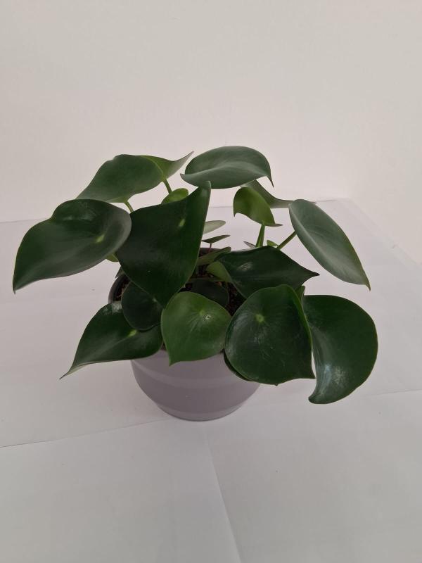 PEPEROMIA RAINDROP PO1609 GRIGIO BASALTO OPACO POT