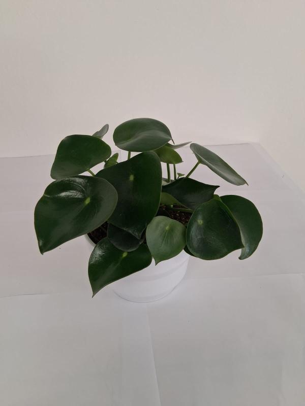 PEPEROMIA RAINDROP PO1710 BIANCO LUCIDO POT.