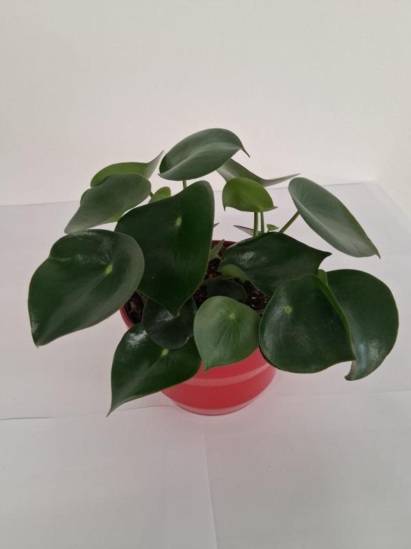 PEPEROMIA RAINDROP PO2014 ROSSO LUCIDO POT.