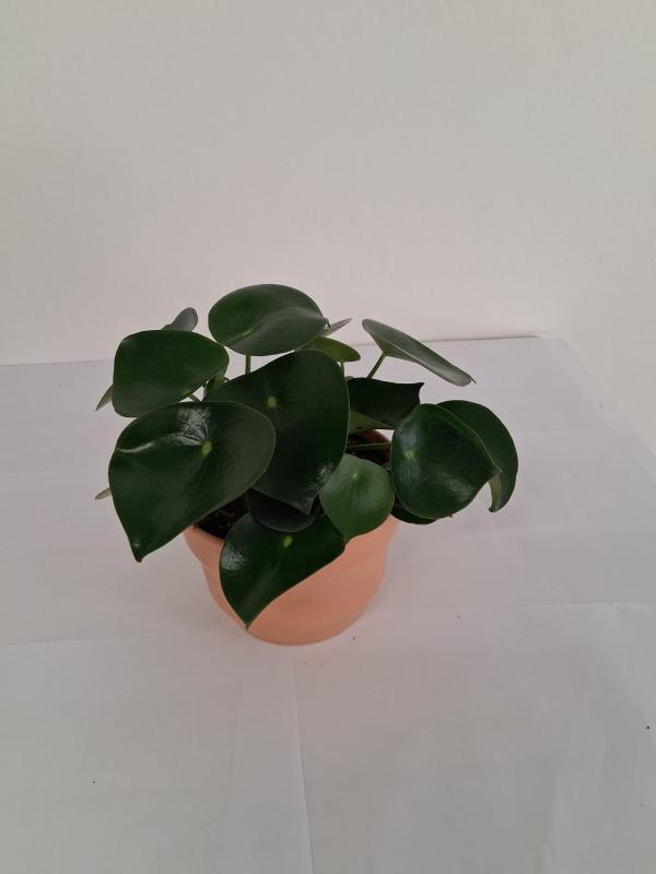 PEPEROMIA RAINDROP PO0615 TERRACOTTA SIENA POT.