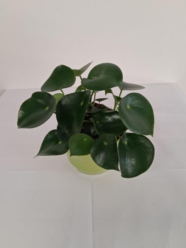 PEPEROMIA RAINDROP PO2516 VERDE CHIARO LUCIDO POT.