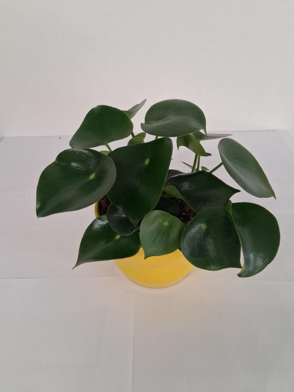 PEPEROMIA RAINDROP PO2117 GIALLO LUCIDO POT.