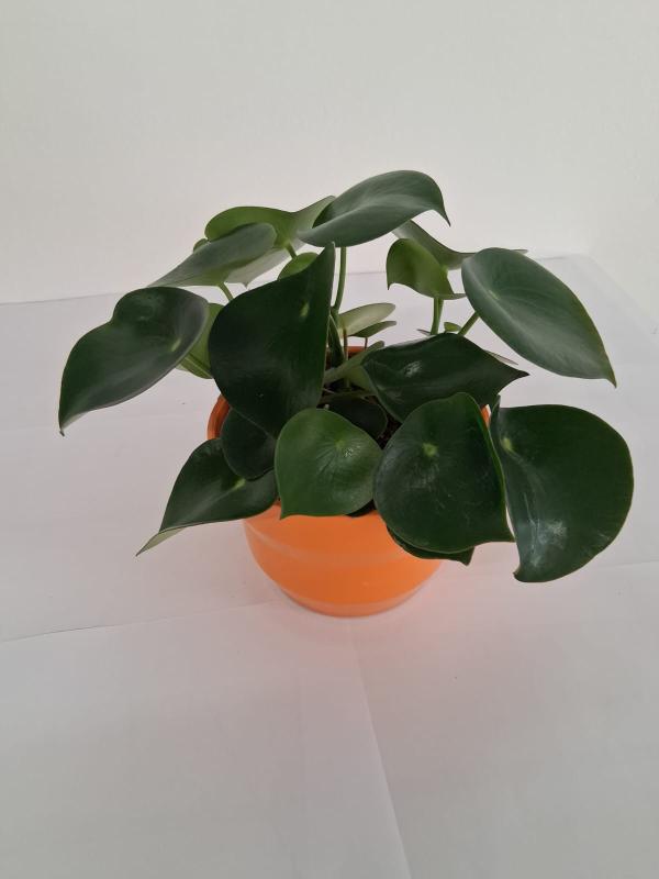 PEPEROMIA RAINDROP PO3026 ARANCIO LUCIDO POT.