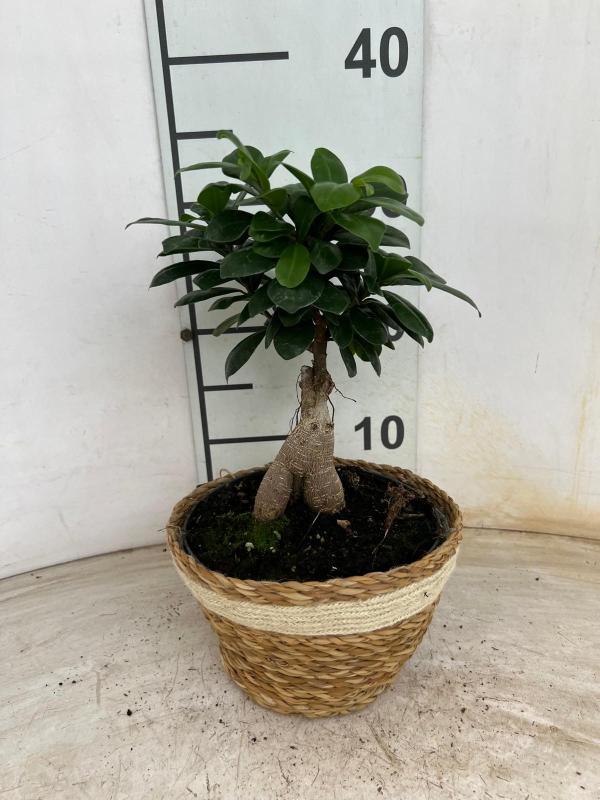 FICUS GINSENG GR 250 NA0402 NATURAL CREAM NAT.