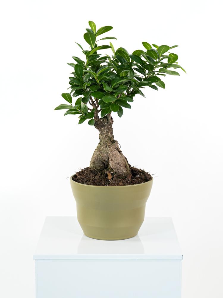 FICUS GINSENG GR 250 PO1508 VERDE OLIVA OPACO POT.