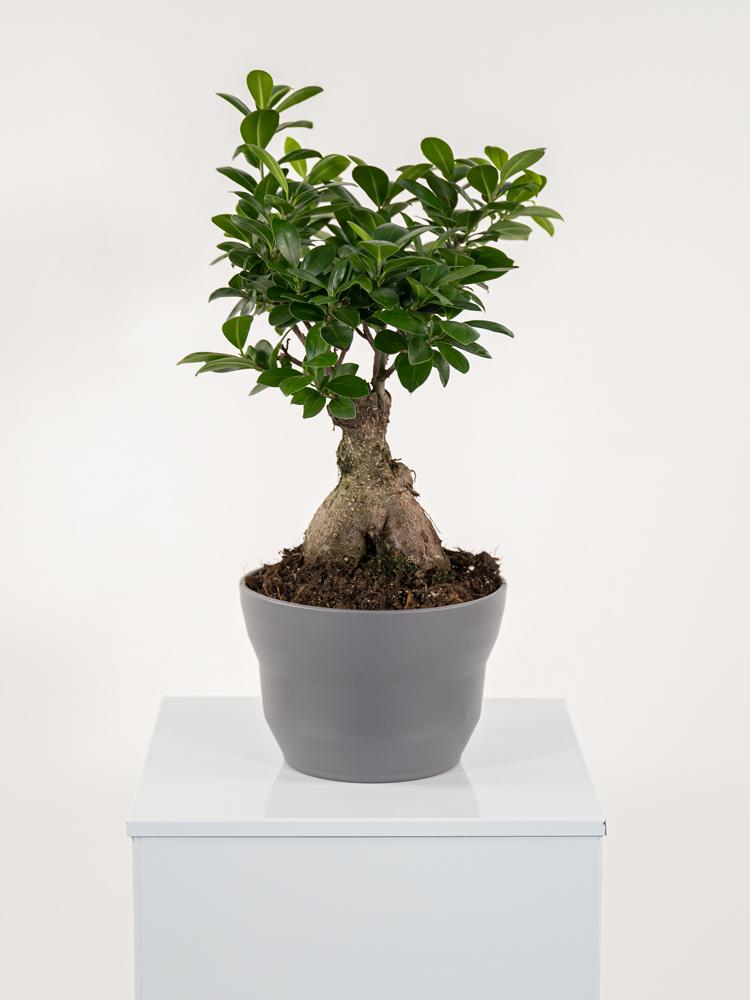 FICUS GINSENG GR 250 PO1609 GRIGIO BASALTO OPACO P