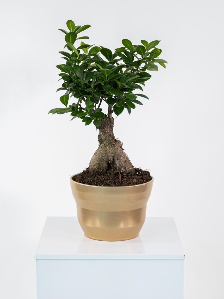 FICUS GINSENG GR 250 PO1913 ORO PERLATO POT.