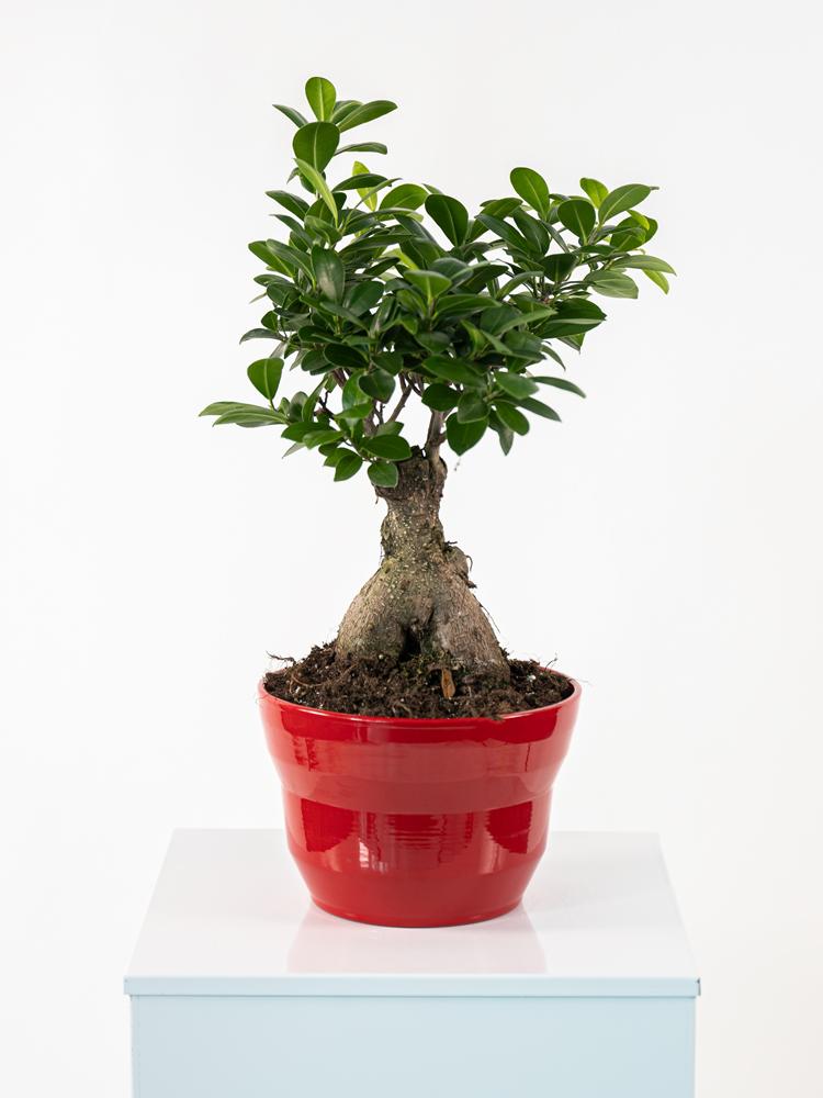 FICUS GINSENG GR 250 PO2014 ROSSO LUCIDO POT.