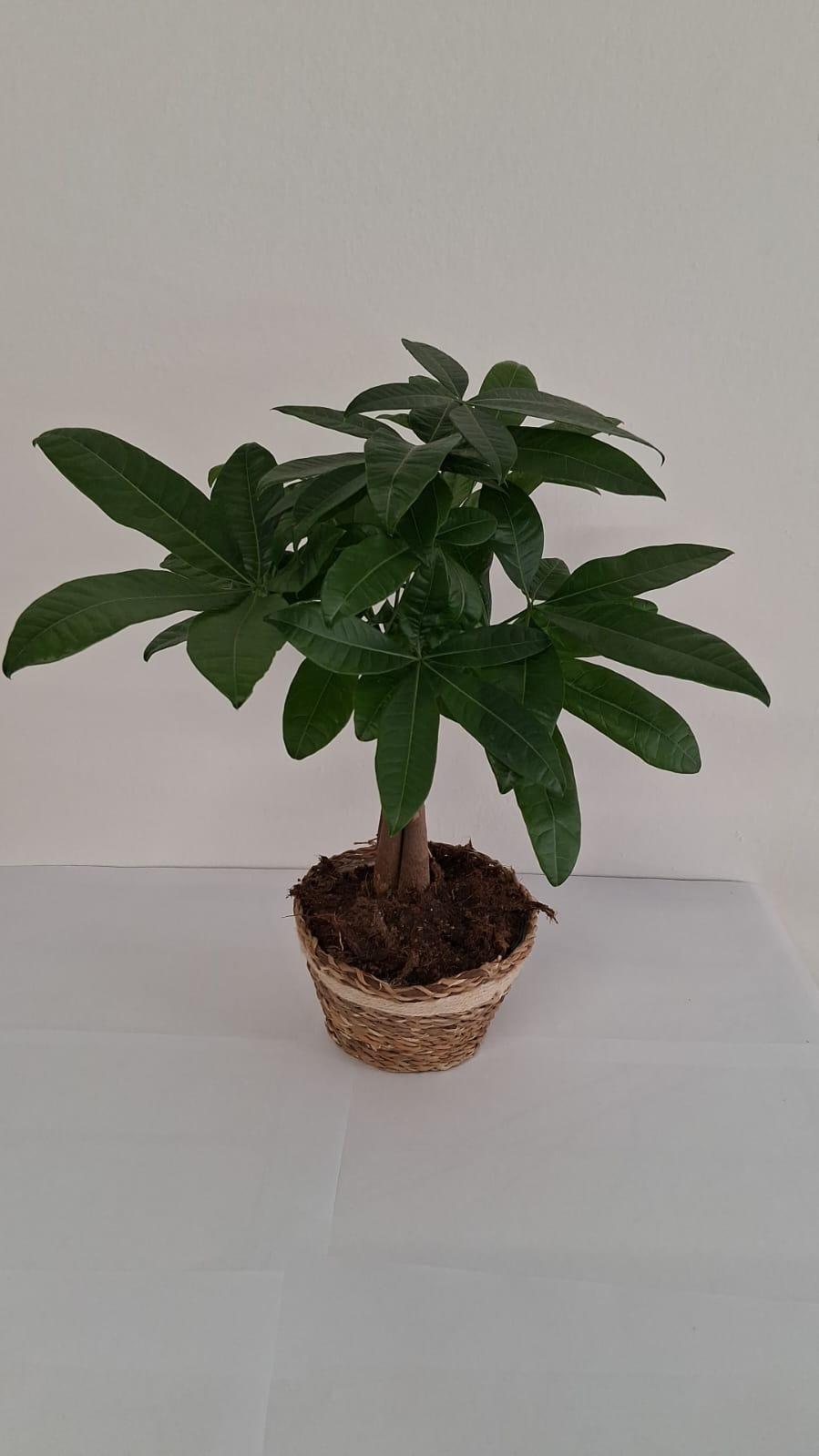 PACHIRA AQUATICA NA0402 NATURAL CREAM NAT.
