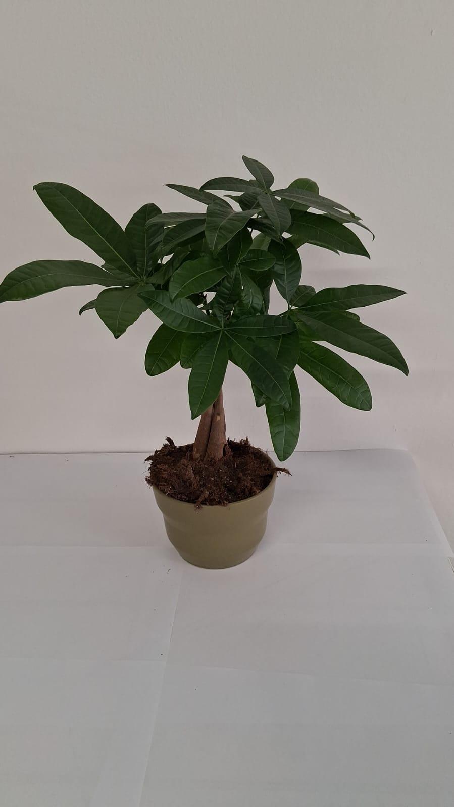 PACHIRA AQUATICA PO1508 VERDE OLIVA OPACO POT.