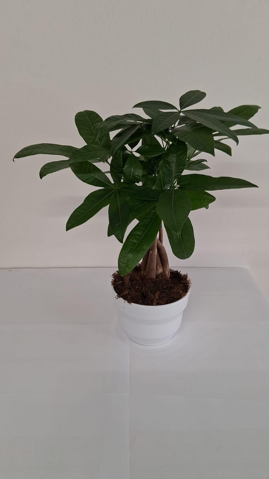 PACHIRA AQUATICA PO1710 BIANCO LUCIDO POT.