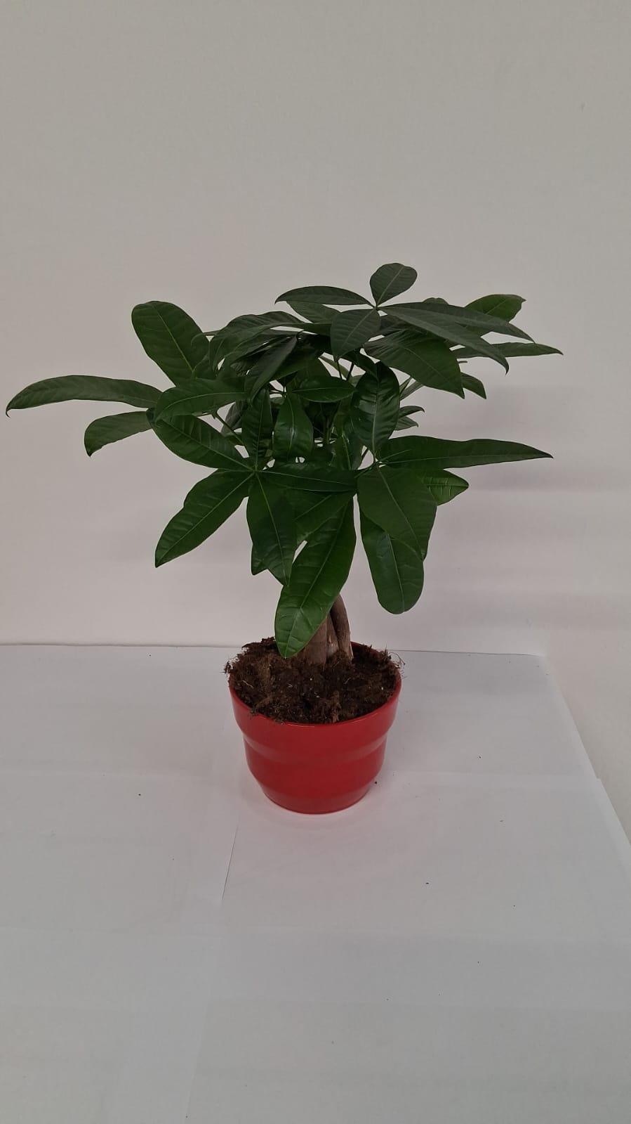 PACHIRA AQUATICA PO2014 ROSSO LUCIDO POT.