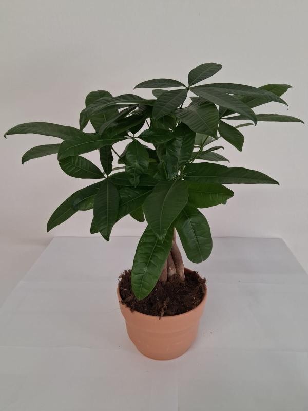 PACHIRA AQUATICA PO0615 TERRACOTTA SIENA POT.