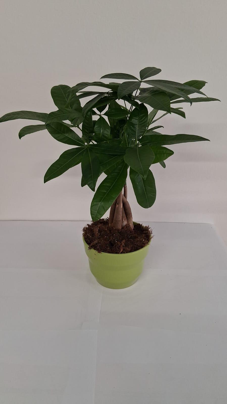 PACHIRA AQUATICA PO2516 VERDE CHIARO LUCIDO POT.