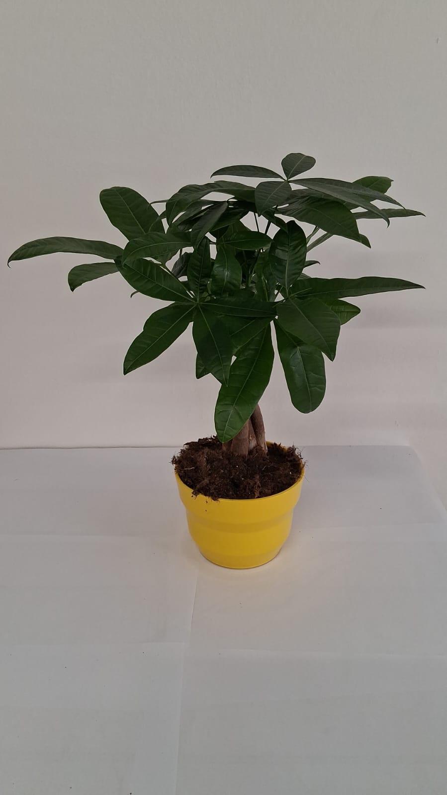PACHIRA AQUATICA PO2117 GIALLO LUCIDO POT.