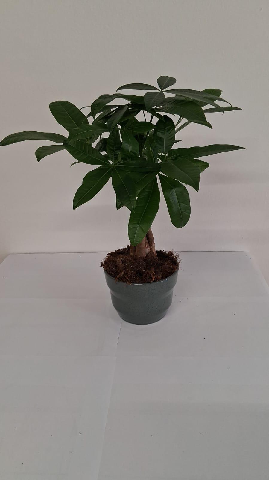 PACHIRA AQUATICA PO2518 VERDE SMALTATO MICROMACCHI