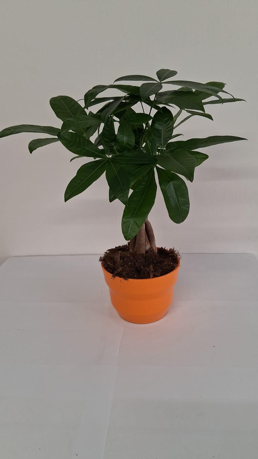 PACHIRA AQUATICA PO3026 ARANCIO LUCIDO POT.