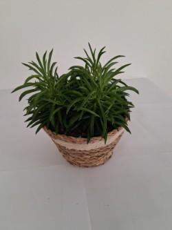 PEPEROMIA NEVADA NA0402 NATURAL CREAM NAT.