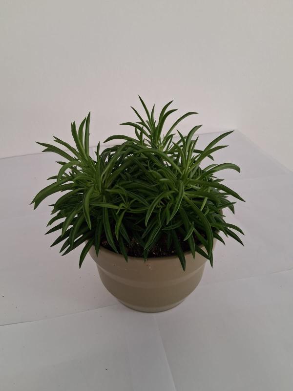 PEPEROMIA NEVADA PO1508 VERDE OLIVA OPACO POT.