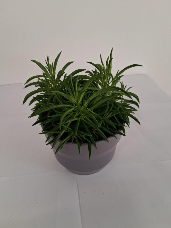 PEPEROMIA NEVADA PO1609 GRIGIO BASALTO OPACO POT.