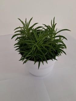 PEPEROMIA NEVADA PO1710 BIANCO LUCIDO POT.
