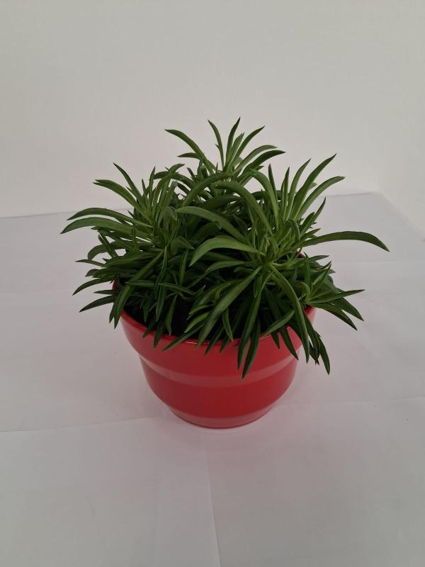 PEPEROMIA NEVADA PO2014 ROSSO LUCIDO POT.