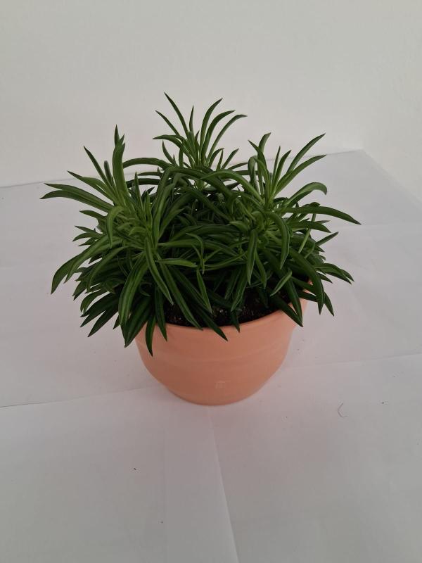 PEPEROMIA NEVADA PO0615 TERRACOTTA SIENA POT.
