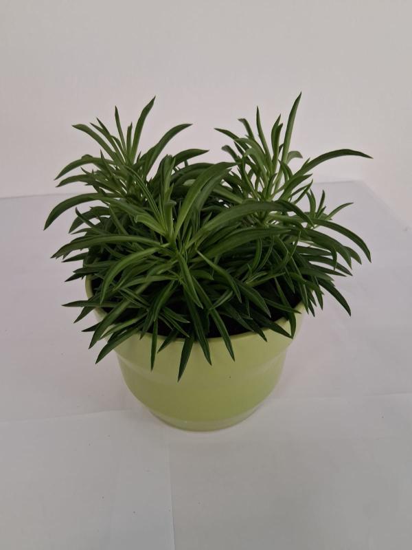 PEPEROMIA NEVADA PO2516 VERDE CHIARO LUCIDO POT.