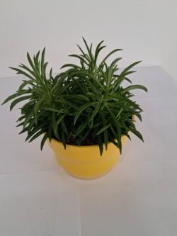 PEPEROMIA NEVADA PO2117 GIALLO LUCIDO POT.