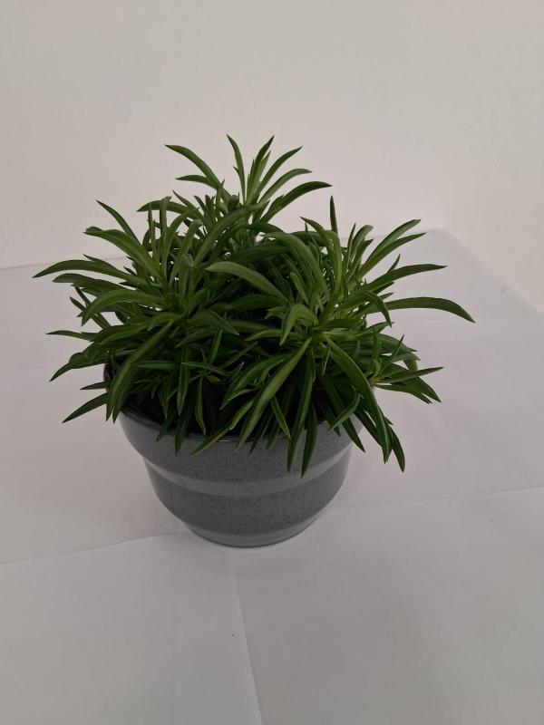 PEPEROMIA NEVADA PO2518 VERDE SMALTATO MICROMACCHI