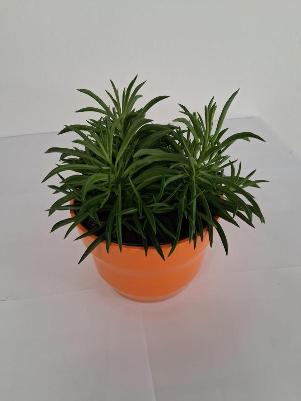 PEPEROMIA NEVADA PO3026 ARANCIO LUCIDO POT.