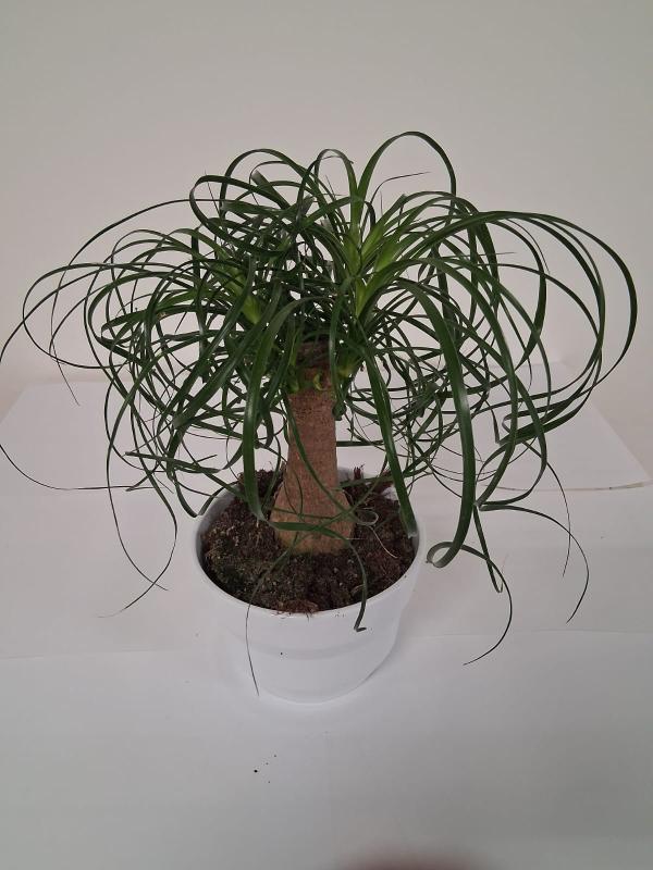 BEAUCARNEA CE0132 WHITE LUCID CER.