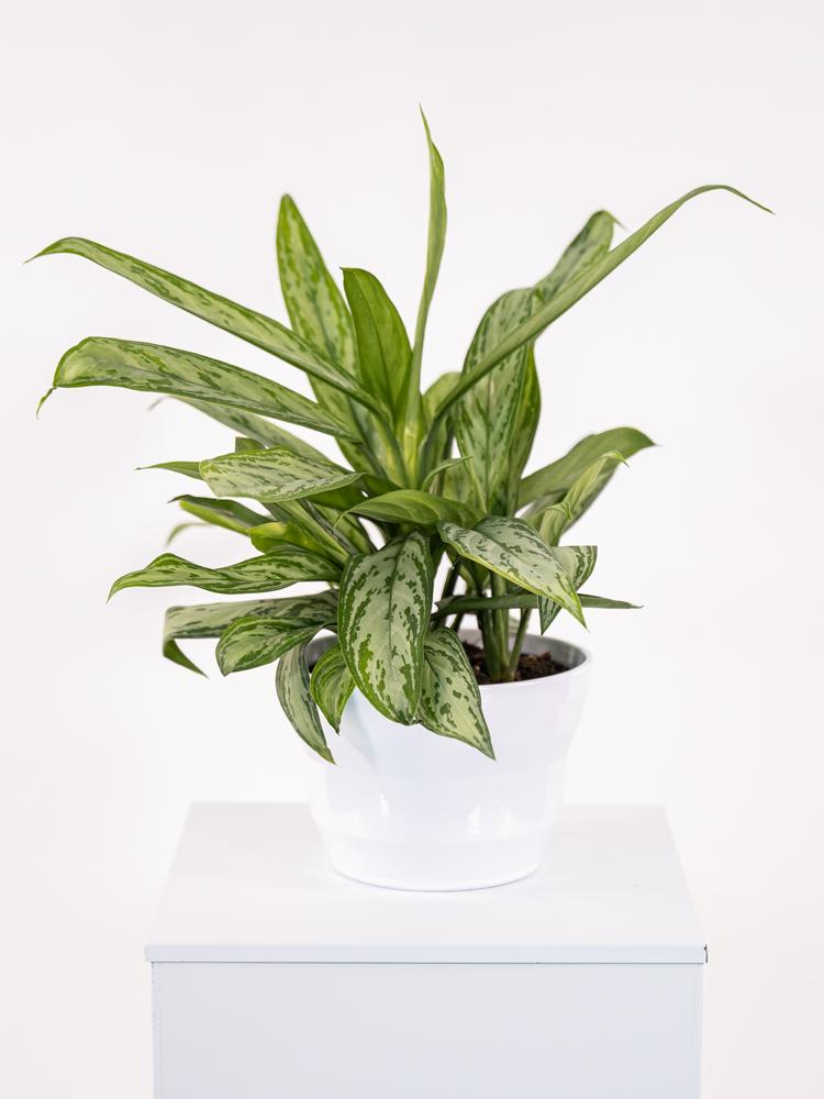 AGLAONEMA S. QUEEN 3P CE0132 WHITE LUCID CER.