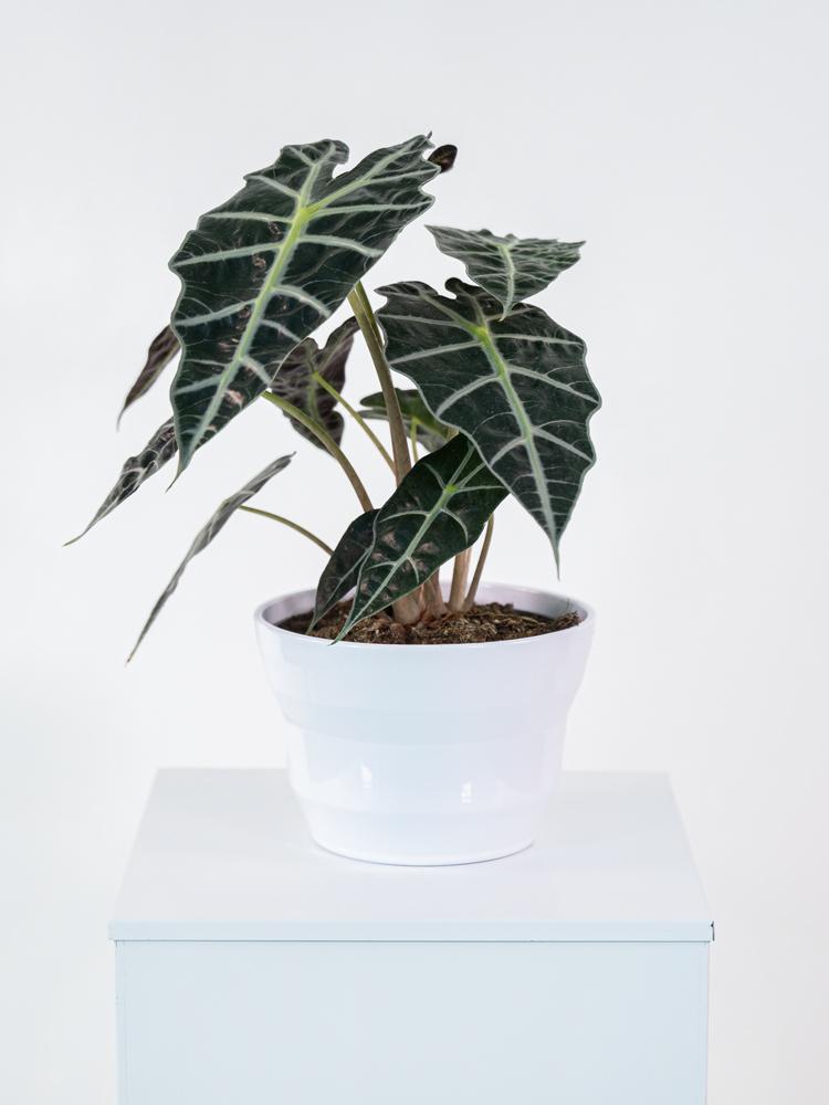 ALOCASIA A. POLLY CE0132 WHITE LUCID CER.