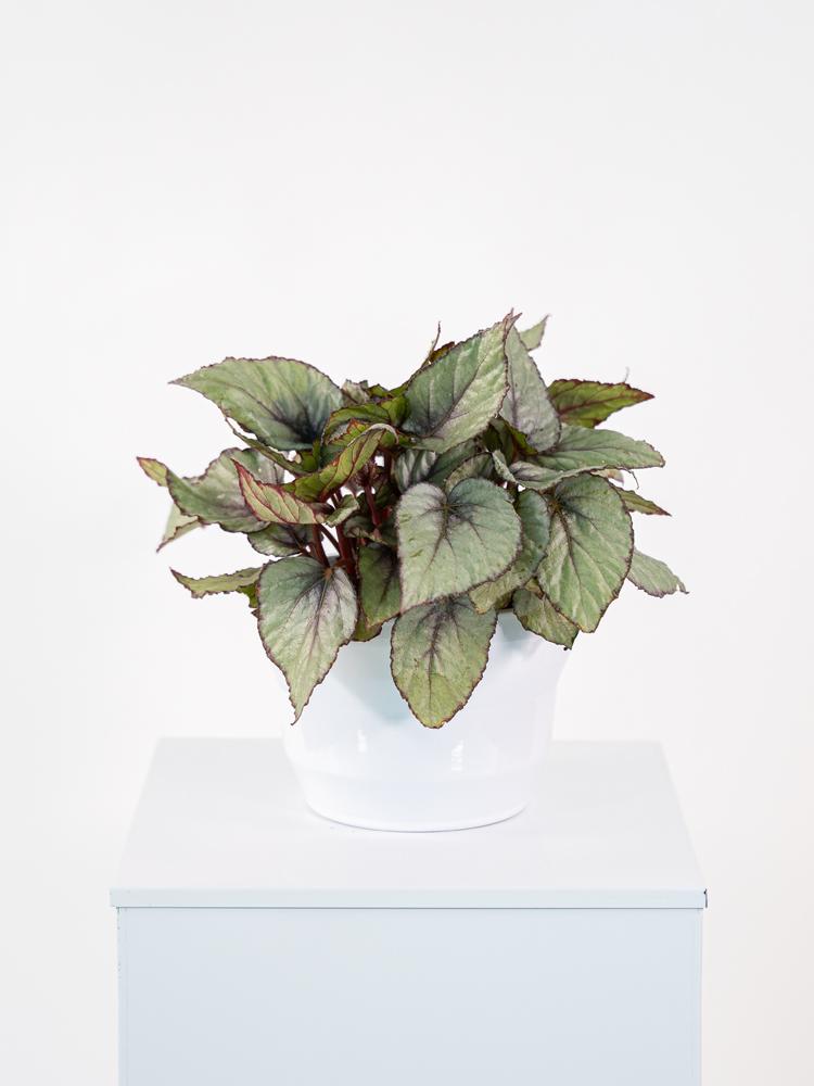 BEGONIA BELEAF CE0132 WHITE LUCID CER.